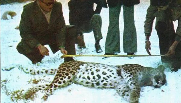 Geçmiş dönemlerde yaşamını Türkiye'de sürdüren Anadolu Parsı, son olarak 1974'ten sonra 45 yıllık bir aranın ardından 25 Ağustos 2019'da görüntülenmişti.