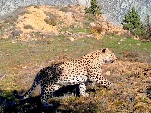 Anadolu Parsı'nı tekrardan net bir şekilde görüntülemeyi başaran DMKP, yerli hayvanın neslinin korunması için çalışmalara başladıklarını açıkladı.