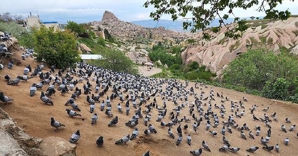 11. Adına Münhasır: Güvercinlik Vadisi