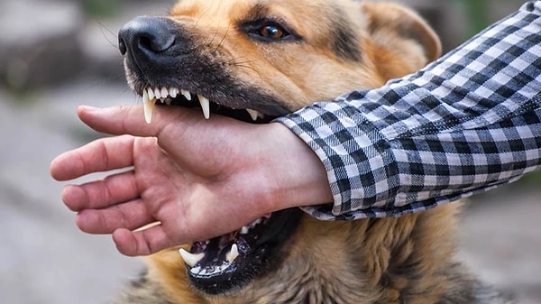 Köpeğinin boynunu sıkan tasmayı açmak için yanına yaklaştığında köpeğinin saldırısına uğrayan M.G., vücudunun çeşitli yerlerinden yaralandı.