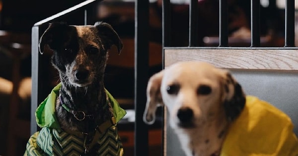 8. Hound Cafe & Eatery