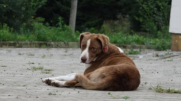 Bakan Yumaklı paylaşımında ayrıca sokak köpeği sayısı, kısırlaştırma oranları ve saldırılara ilişkin verileri verdi.