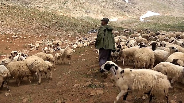 "Örneğin bugün 25 bin Afgan çoban gitse tarım, hayvancılık kalmaz."