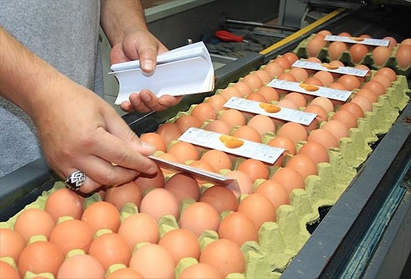 Yumurtada Raf Ömrü Düzenlemesi