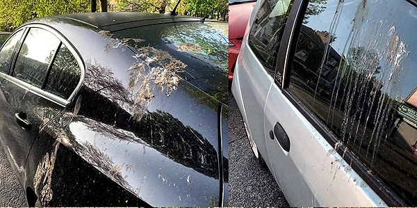 Kimse arabasında kuş pisliği görmek istemez. Estetik açıdan kötü durmasının yanı sıra asidik yapısından dolayı kuş pisliği doğru şekilde temizlenmezse boyayı bile kaldırabilir.